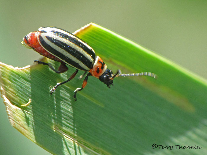 Disonycha pensylvanica - Flea Beetle 1a.jpg