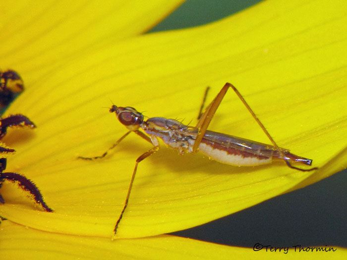 Micropezidae - Stilt-legged Fly A1a.jpg