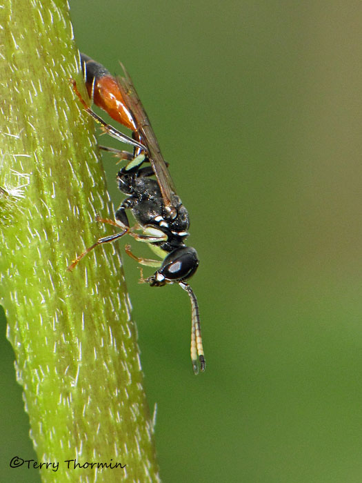 Mellinus abdominalus - Aphid Wasp female A2a.jpg