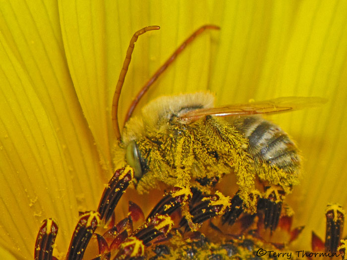 Melissodes sp. - Digger Bee male A1a.JPG