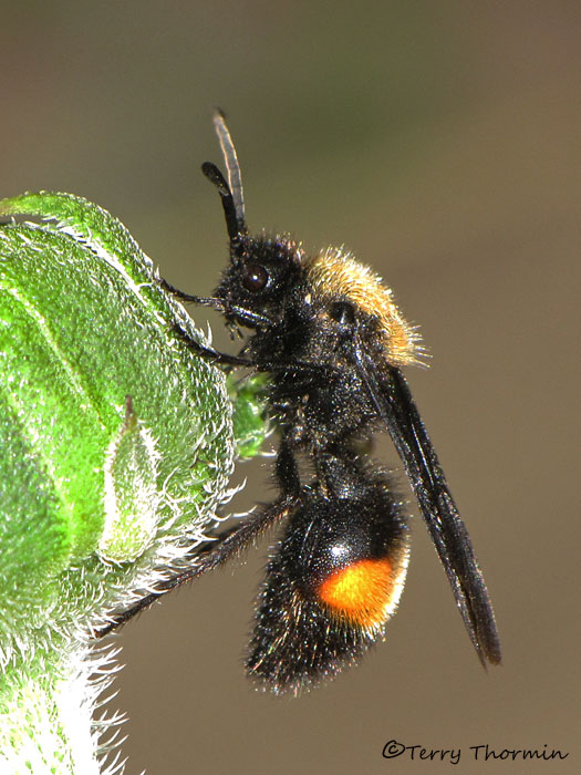 Dasymutilla bioculata - Velvet Ant male C1a.jpg
