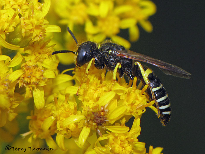 Philanthus sp. - Bee Wolf A1a.jpg