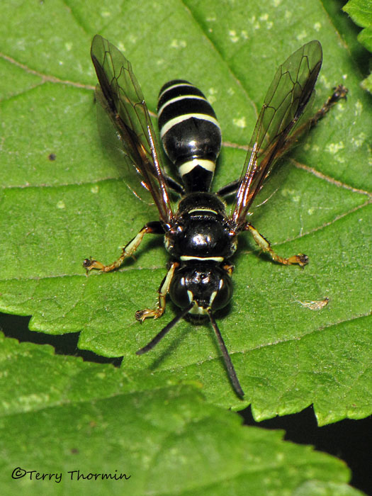 Gorytes albosignatus - Sand Wasp 2a.jpg