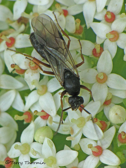 Winged Ant A1a.JPG