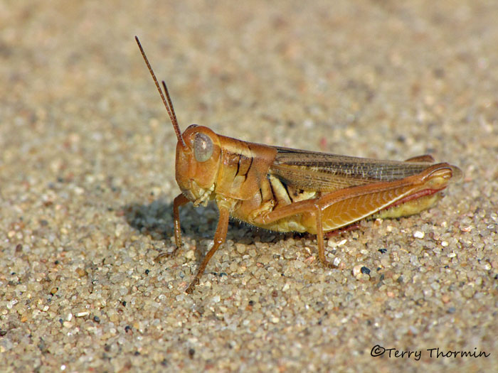 Melanoplus foedus - Striped Sand Grasshopper B1.JPG