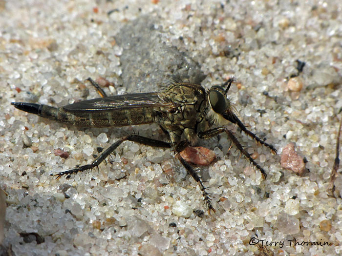 Asilidae - Robber Fly C1a.jpg