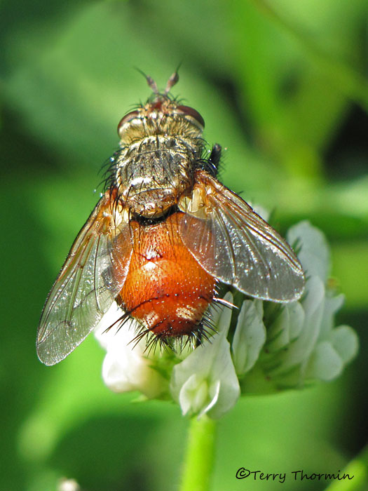 Tachinidae - Parasitic Fly G1a.jpg