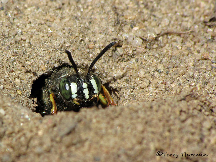 Aphilanthops subfrigidus - Ant Queen Wolf 2a.jpg