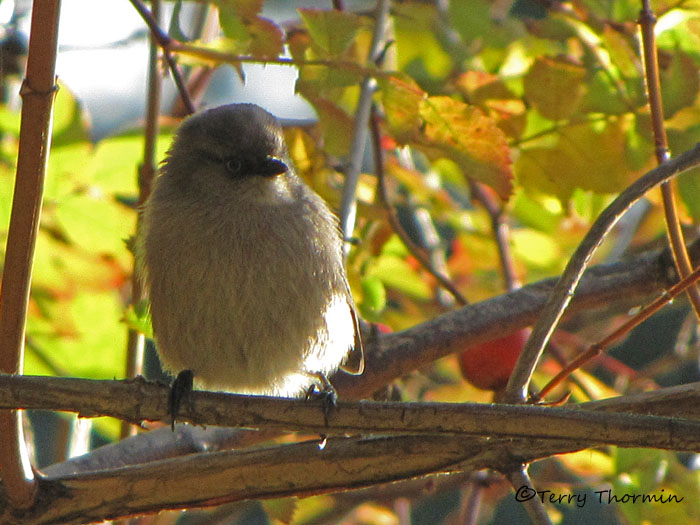 Common Bushtit 1b.jpg