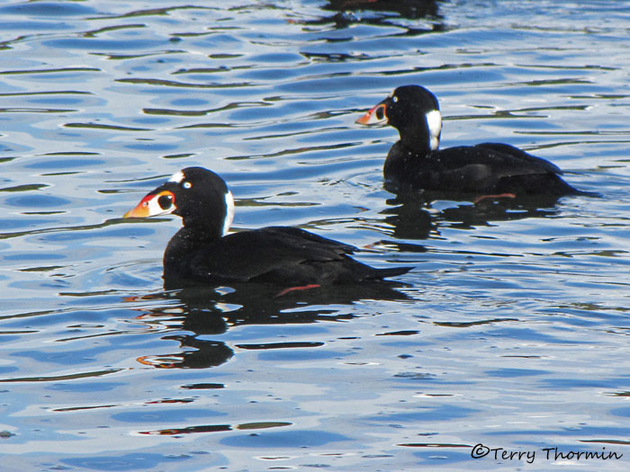 Surf Scoters 5a.jpg