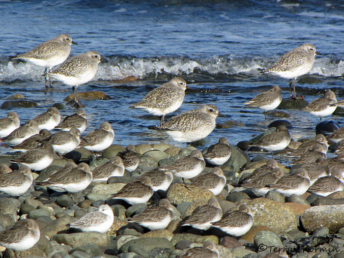 Shorebirds 1b.jpg