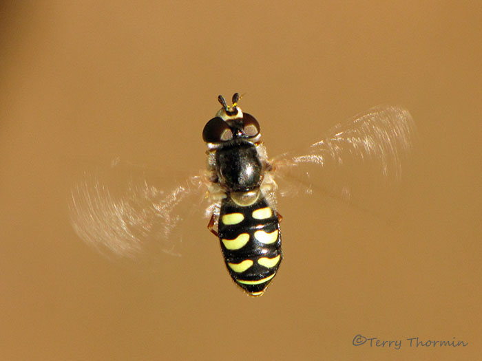 Eupeodes sp. - Flower Fly in flight 1a.jpg