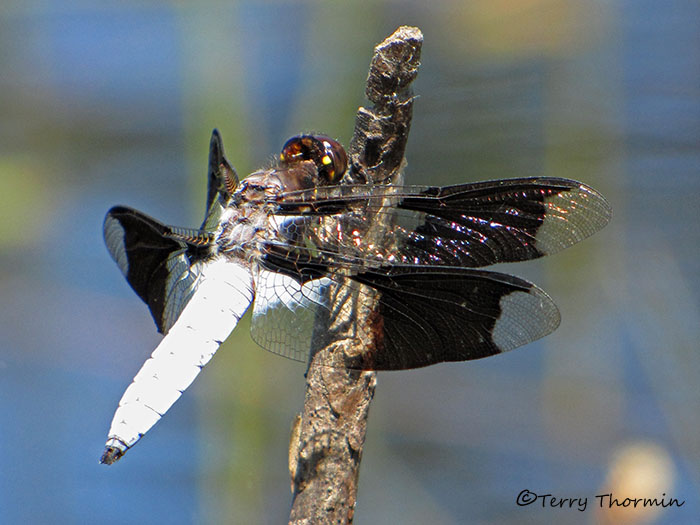 Plathemis lydia - Common Whitetail 2b.jpg