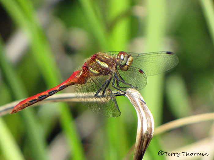 Sympetrum pallipes - Striped Meadowhawk 2a.jpg