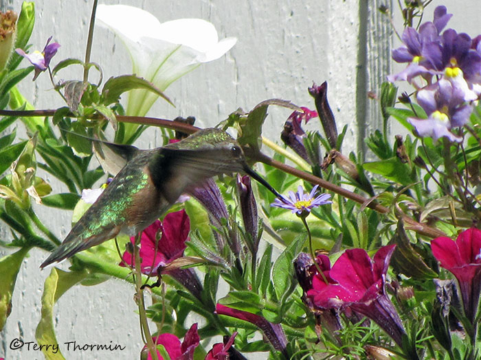 Rufous Hummingbird female 5b.jpg