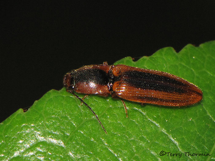 Elateridae - Click beetle A1a.jpg