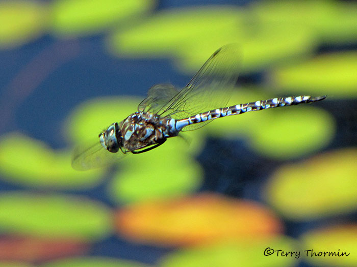 Aeshna canadensis - Canada Darner in flight 1c.jpg