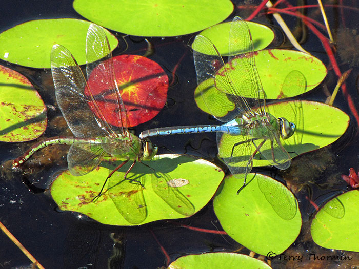 Anax junius - Common Green Darner pair ovipositing 5a.jpg