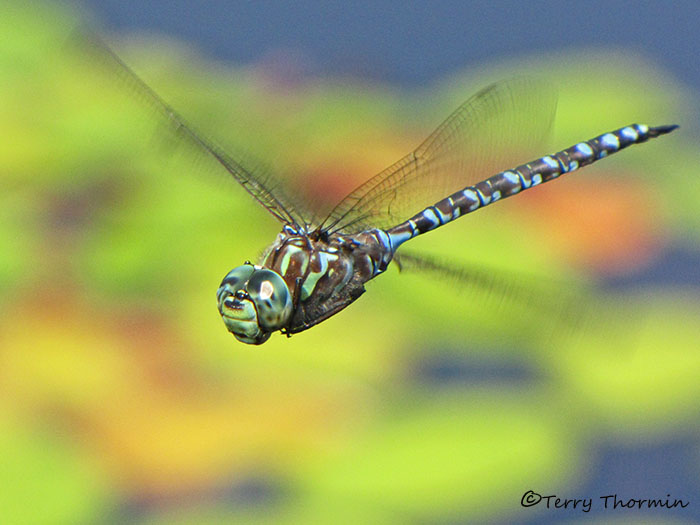 Aeshna canadensis - Canada Darner in flight 8a.jpg