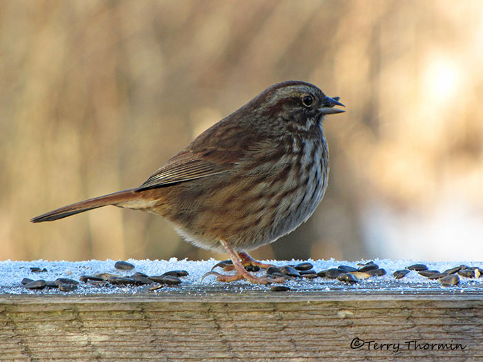 Song Sparrow 14a.jpg