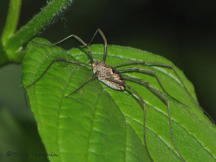 Phalangium opilio - Harvestman 1a.JPG