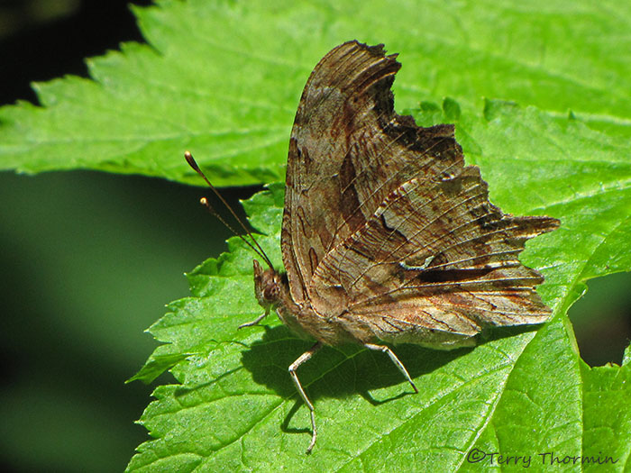Polygonia satyrus - Satyr Anglewing 2a.jpg