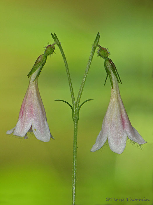 Twinflower - Linnaea borealis 4a.jpg