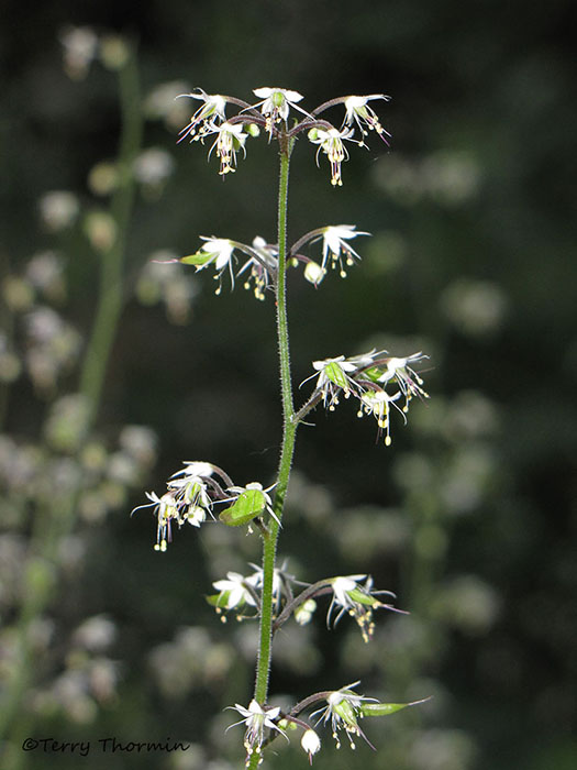 Foamflower - Tiarella trifoliata 4a.jpg