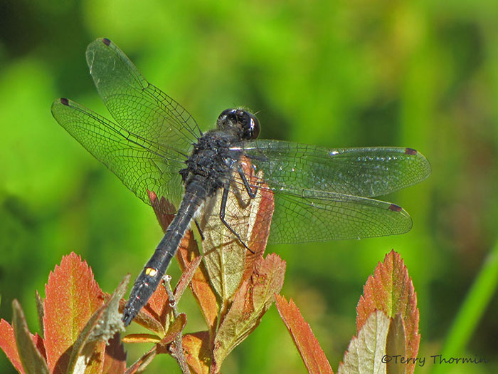 Leucorrhinia intacta - Dot-tailed Whiteface 5b.jpg