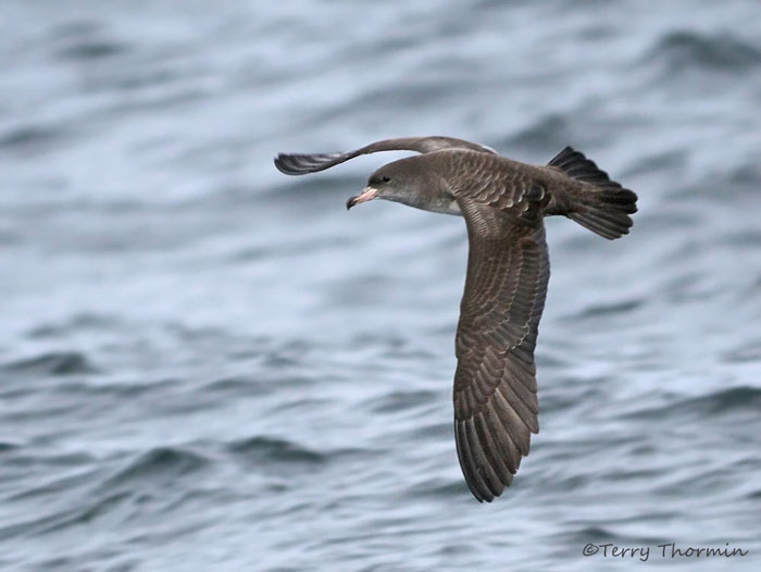 Pink-footed Shearwater in flight 9a.jpg