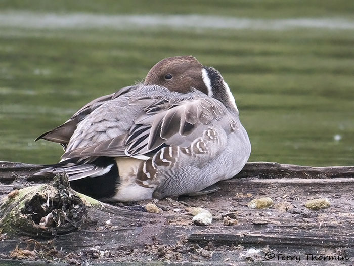 Northern Pintail resting 1a.jpg