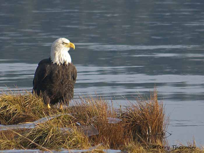 Bald Eagle 30b.jpg