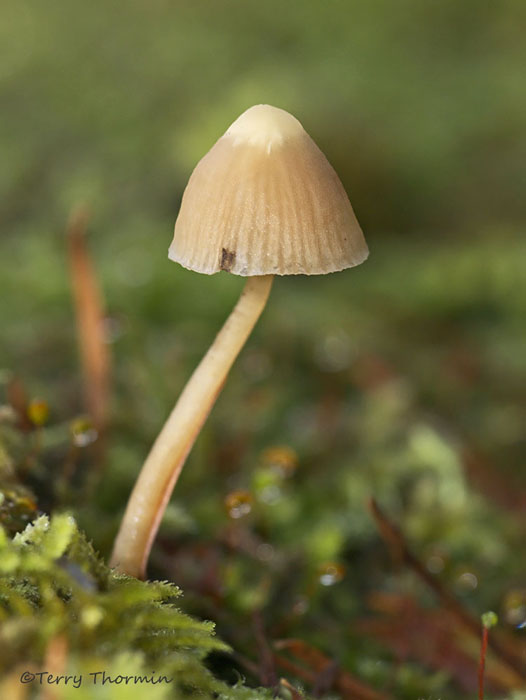 Mushroom AF2c.jpg
