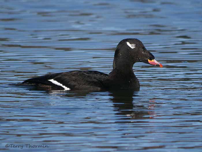 White-winged Scoter 25b.jpg