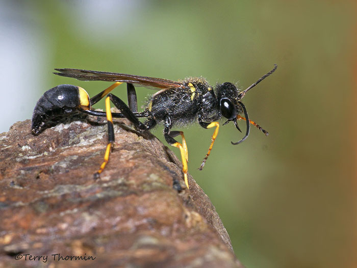 Sceliphron caementarium - Mud-dauber 4b.jpg