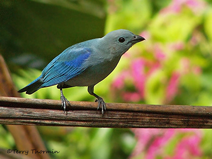 Blue-gray Tanager.jpg