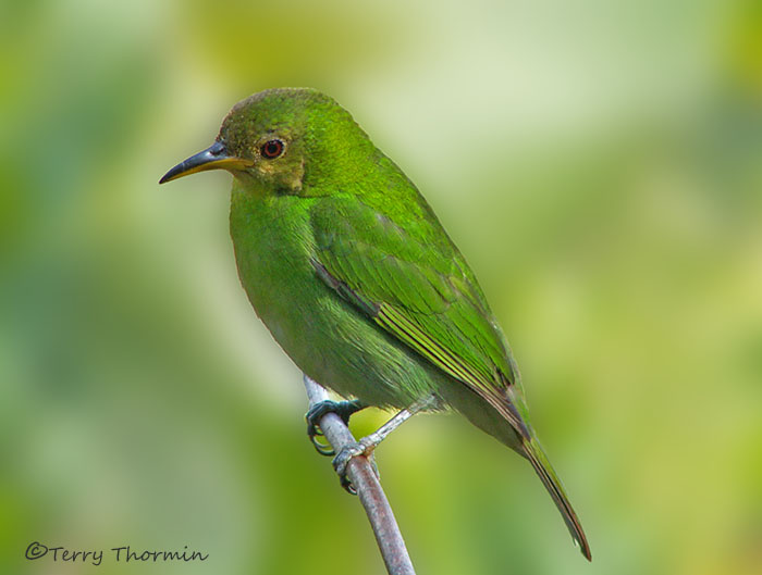 Green Honeycreeper female.JPG