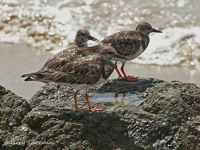 Ruddy Turnstones 1.JPG