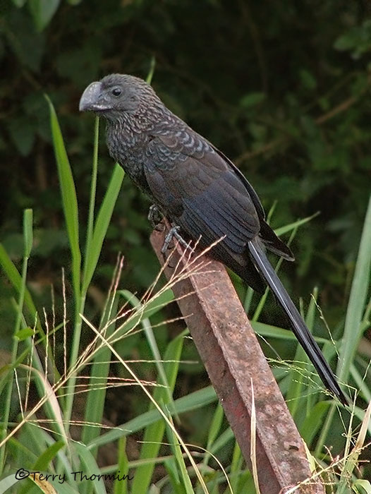 Smooth-billed Ani 2.JPG