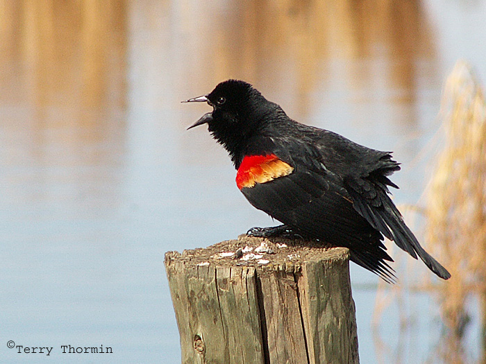 Red-winged Blackbird 1a.jpg