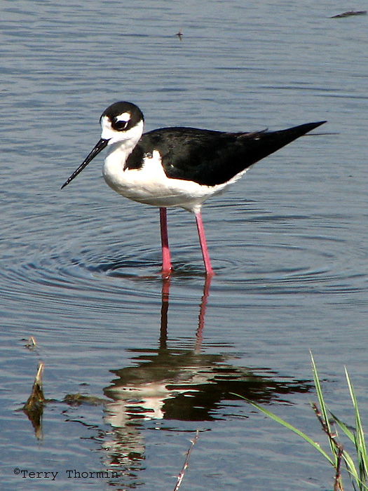 Black-necked Stilt 2a.jpg