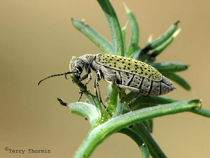 Epicauta maculata - Spotted Blister Beetle 2.jpg