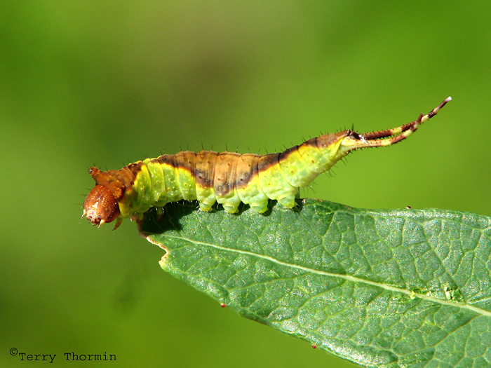Furcula occidentalis - False Hornworm 1.jpg