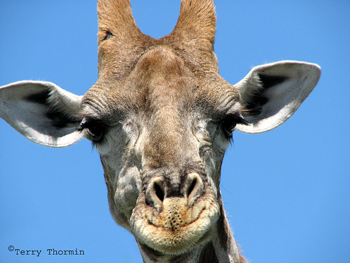 Giraffe 17 - road from Namutoni to Okaukuejo Etosha N.P.jpg