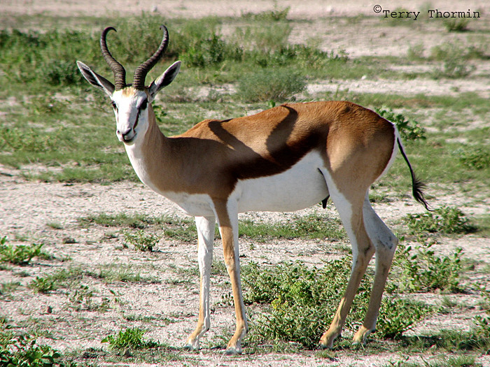 Springbuck 2 - Namutoni Etosha N.P.jpg