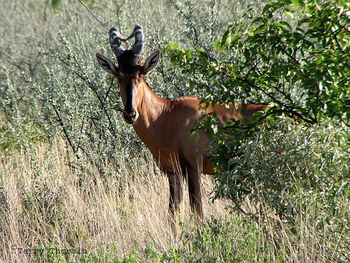Hartebeast 6 - Okaukuejo Etosha N.P.jpg