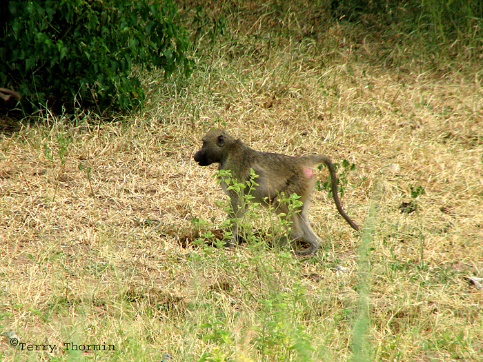 Chacma Baboon 1 - Chobe N.P.jpg