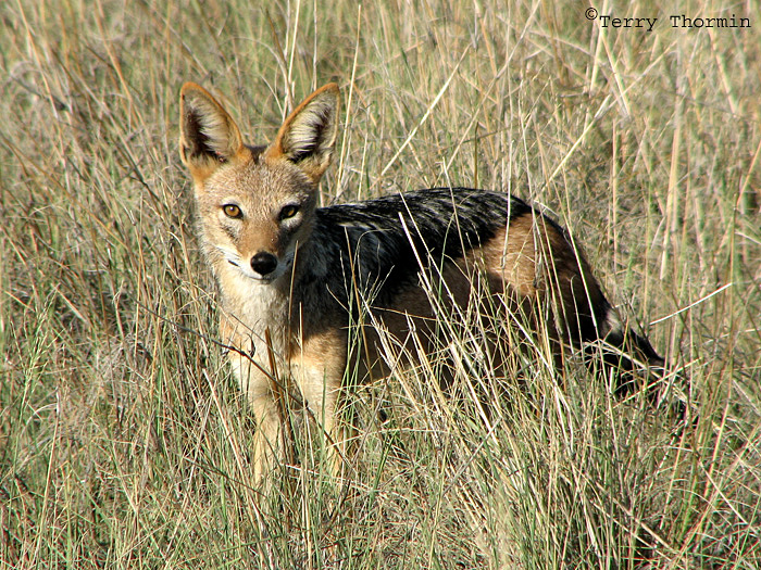 Black-backed Jackal 2 - Namutoni Etosha N.P.jpg
