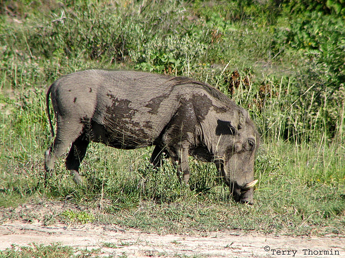 Warthog 2 - Namutoni Etosha N.P.jpg