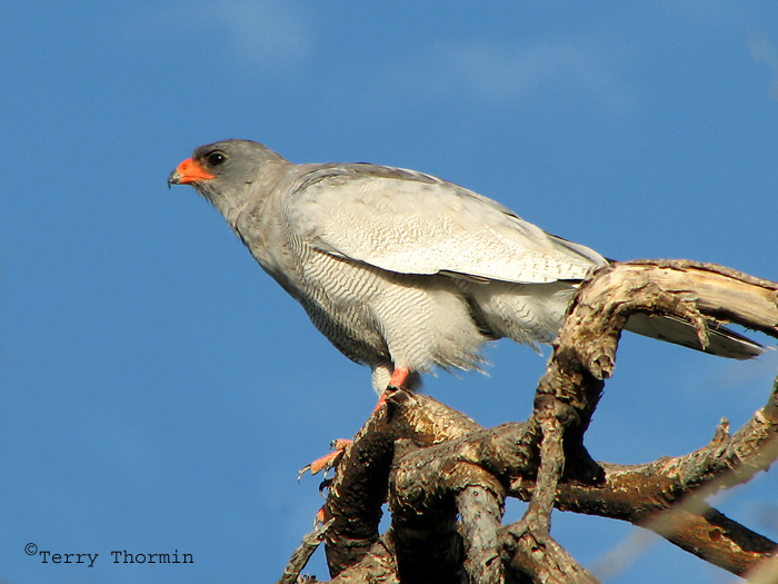 Pale Chanting Goshawk 6a - Okaukuejo Etosha N.P.jpg